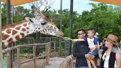 Feeding giraffes at the Naples Zoo